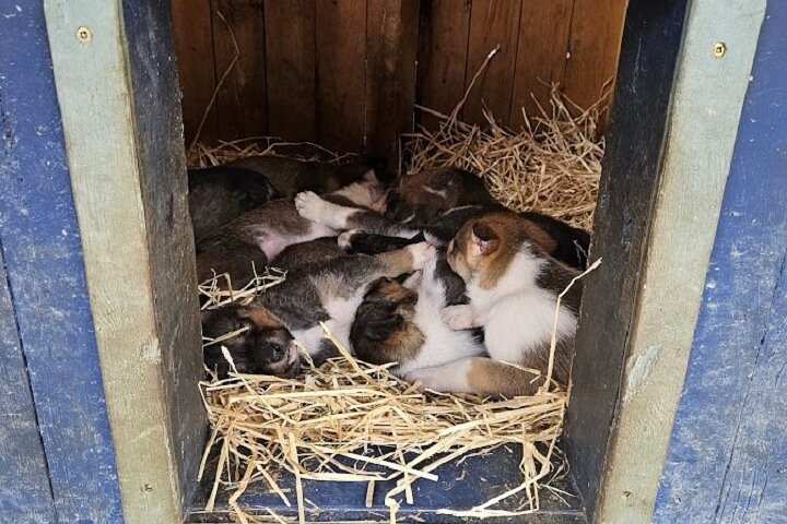 Meet the puppies at Tutshi Sled Dog Camp